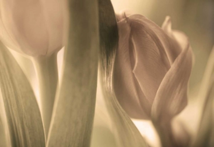 Picture of TULIPS