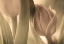 Picture of TULIPS