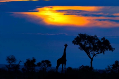 Picture of A GIRAFFE AT SUNSET