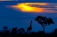 Picture of A GIRAFFE AT SUNSET