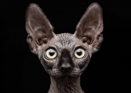 Picture of SPHYNX CAT