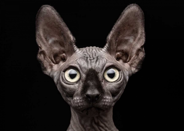 Picture of SPHYNX CAT