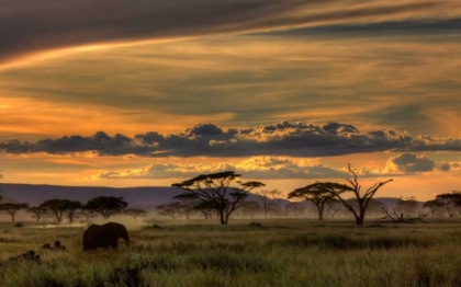 Picture of AFRICA
