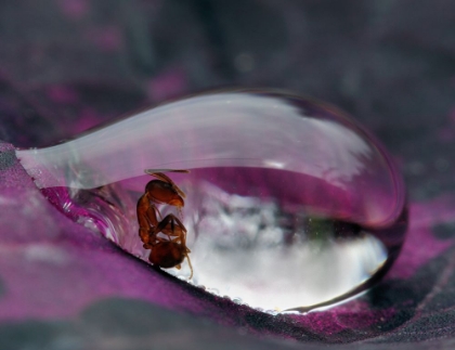 Picture of CAUGHT IN A DROPLET