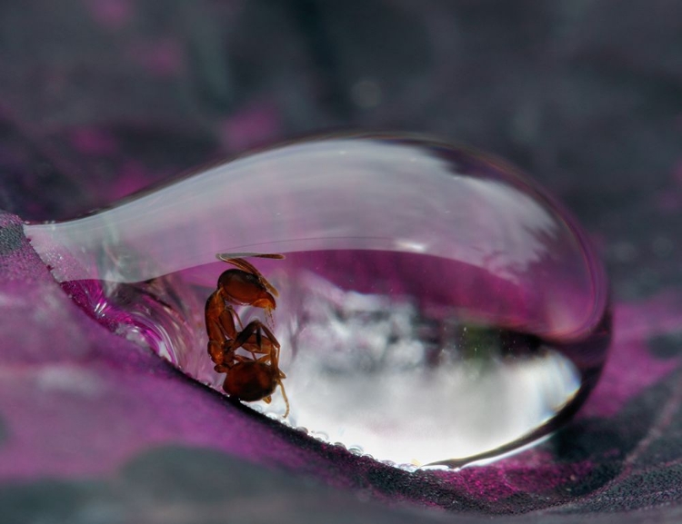 Picture of CAUGHT IN A DROPLET