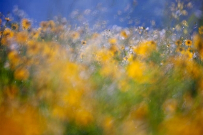 Picture of A TRIBUTE TO MONET