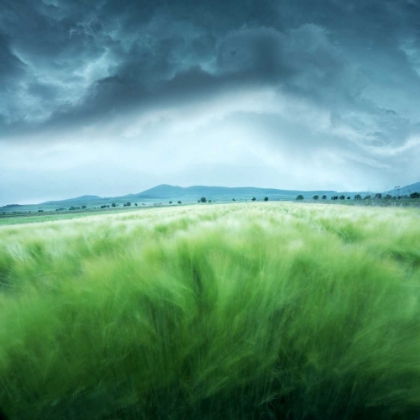 Picture of BARLEY FIELD