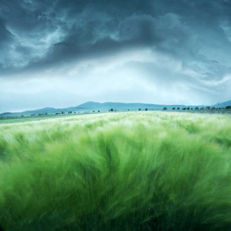 Picture of BARLEY FIELD