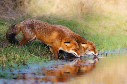 Picture of THIRSTY