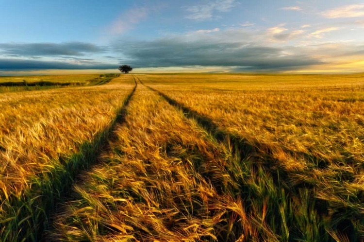 Picture of COUNTRYSIDE