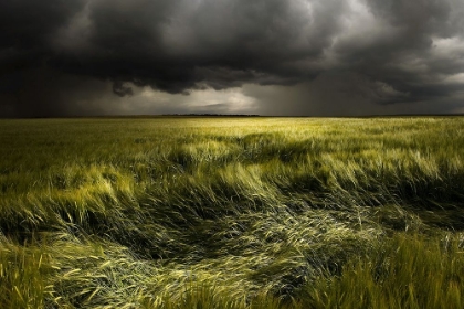 Picture of SUMMER WEATHER