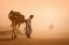 Picture of SAND STORM