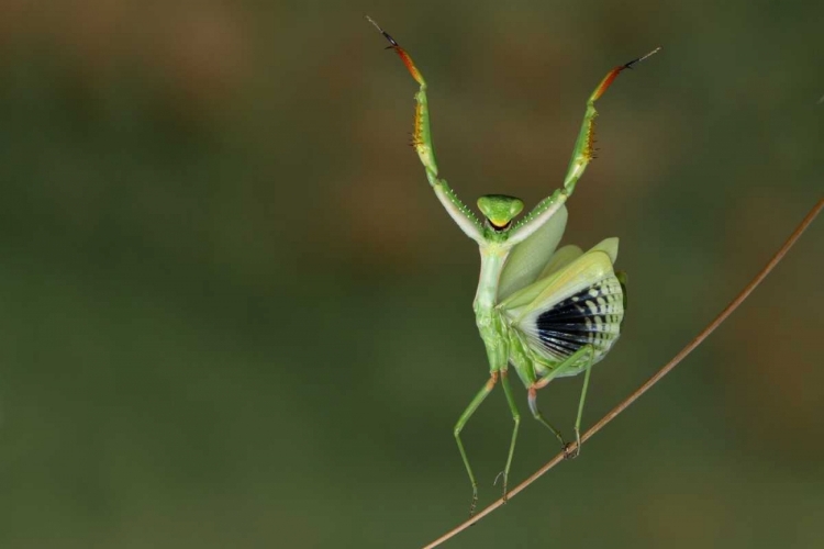 Picture of ARE YOU GONNA DANCE WITH ME ?