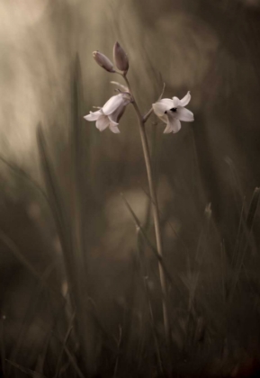 Picture of A SMALL FLOWER ON THE GROUND