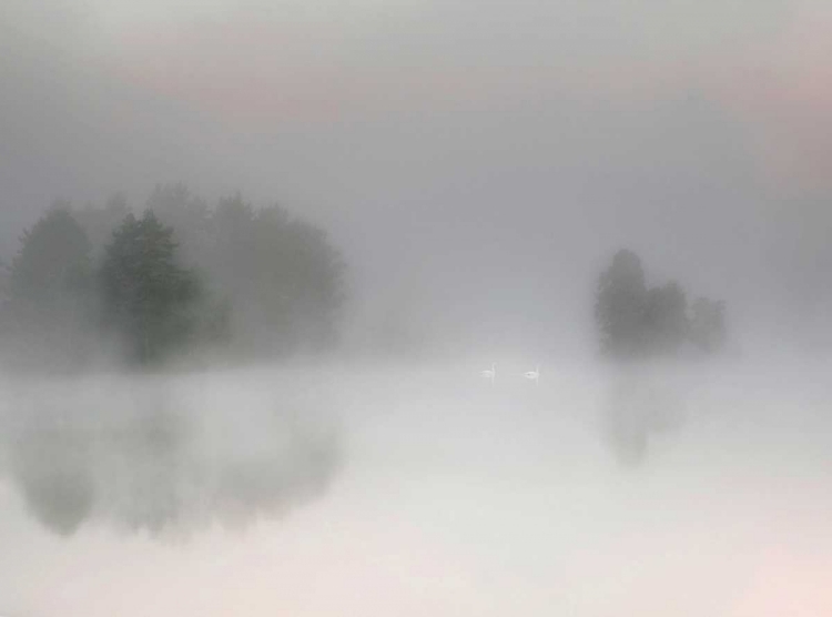 Picture of MISTY MORNING