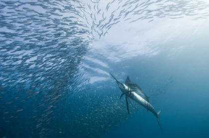 Picture of HUNTER AND THE HUNTED