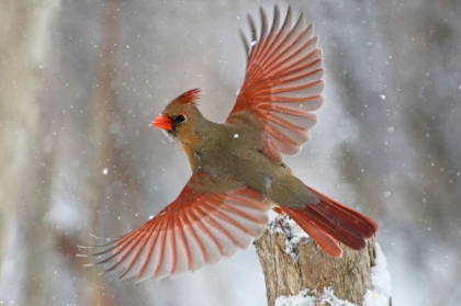 Picture of SNOW STORM