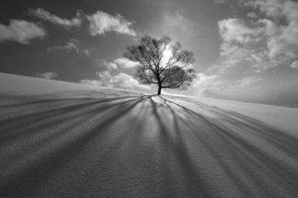 Picture of TREE SHADOW