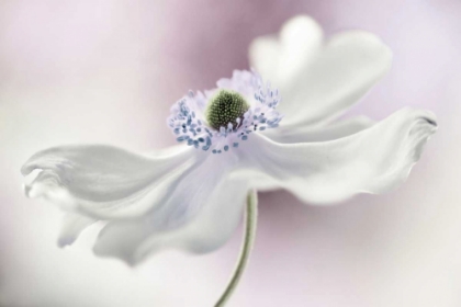 Picture of ANEMONE BREEZE