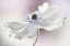 Picture of ANEMONE BREEZE