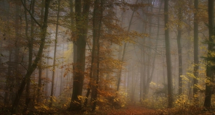 Picture of MY NOVEMBER