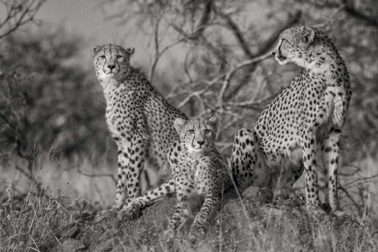 Picture of THREE CATS