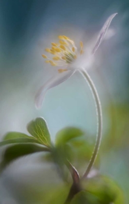 Picture of SPRINGTIME