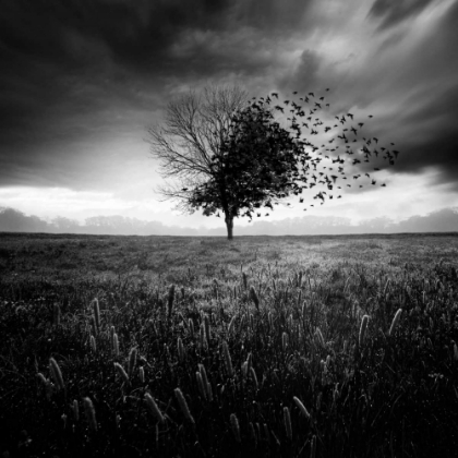 Picture of ILLUSION DUN PRINTEMPS PERDU
