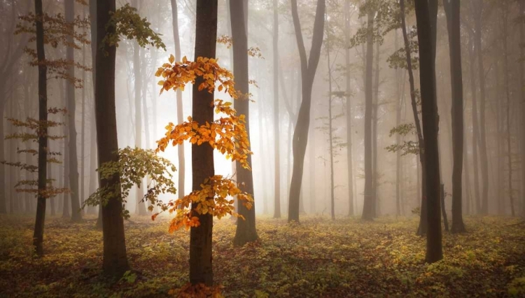 Picture of IN NOVEMBER LIGHT