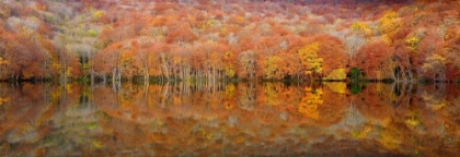 Picture of GLOWING AUTUMN