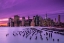 Picture of NEW YORK VIOLET SUNSET