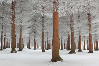 Picture of MAGICAL FOREST