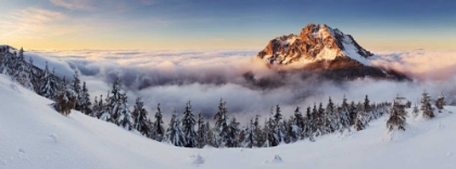 Picture of GOLDEN PEAK