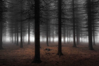 Picture of SILENCE