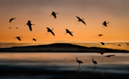 Picture of FLY-IN AT SUNSET