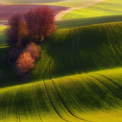 Picture of GREEN FIELDS
