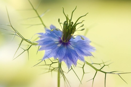 Picture of NIGELLA