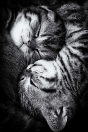 Picture of YIN AND YANG