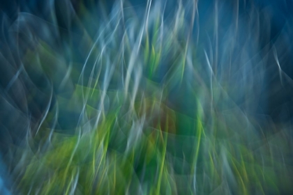 Picture of SHOCK BLUES