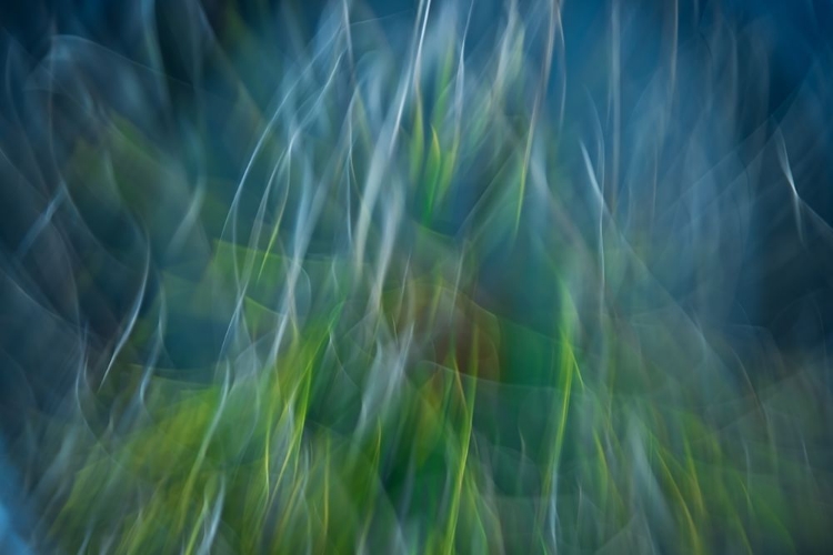 Picture of SHOCK BLUES
