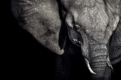 Picture of THE MATRIARCH