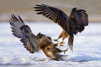 Picture of DUEL