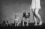 Picture of FAMILY PORTRAIT