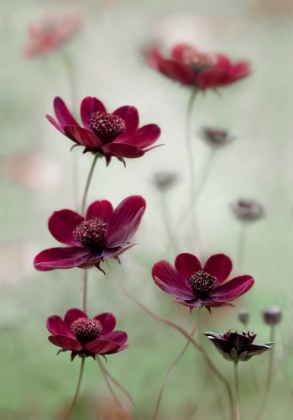 Picture of COSMOS SWAY