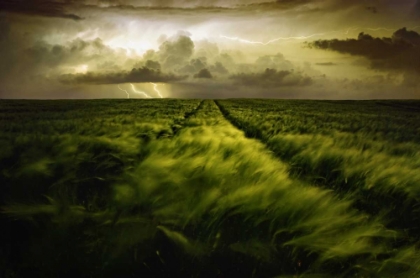 Picture of JOURNEY TO THE FIERCE STORM