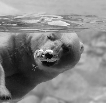 Picture of BUBBLES