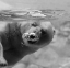 Picture of BUBBLES