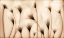 Picture of VAGINAE TERRAM