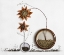 Picture of HERBARIUM...2