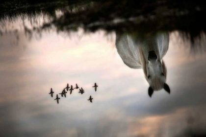 Picture of FLY